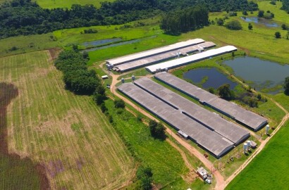 Excelente granja avícola em plena produção, ideal para investidores
