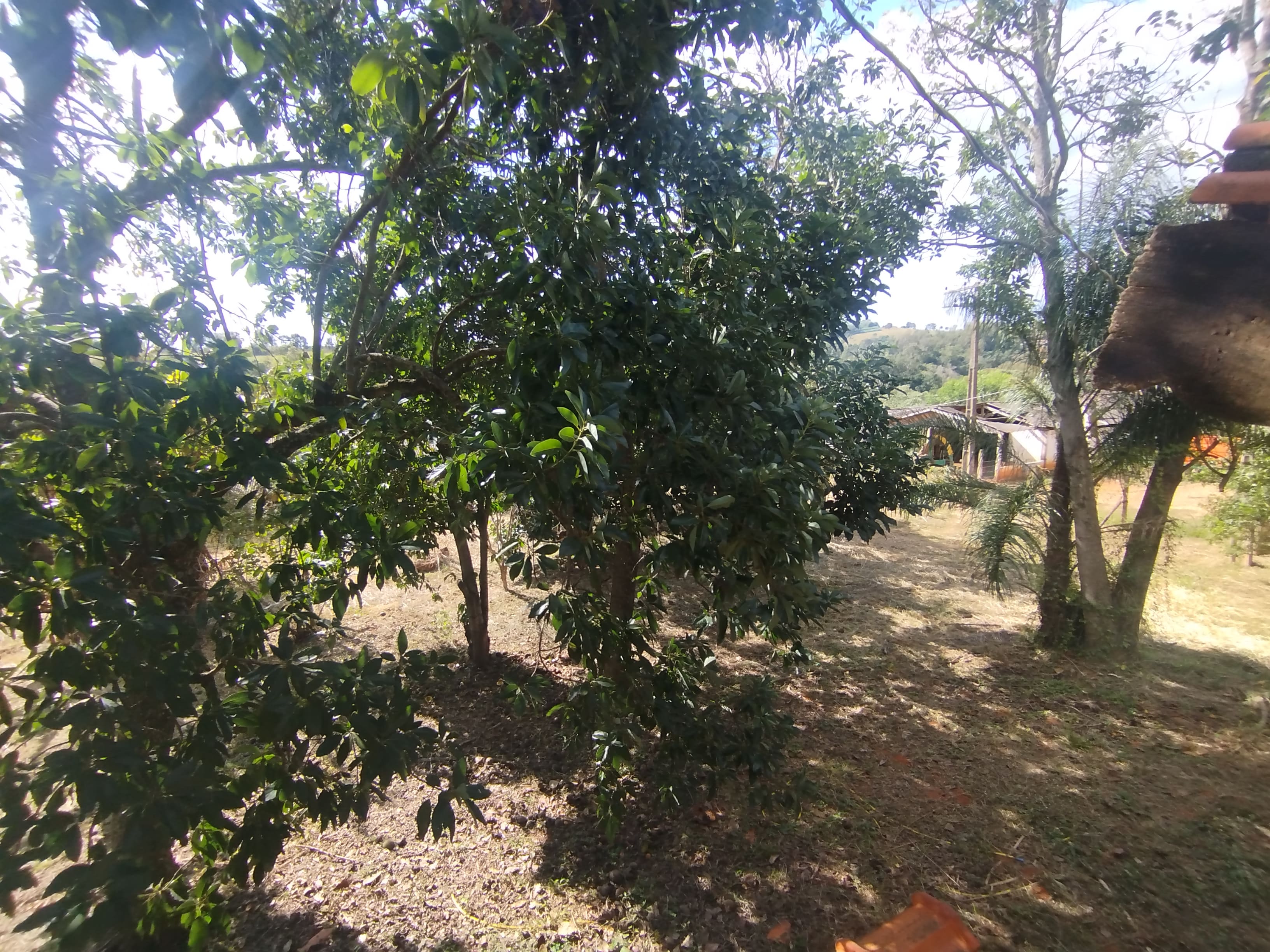 Sítio com casa colonial em excelente localização