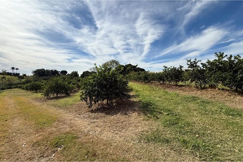 Sitio de 66.000m2 em alta produção de limão