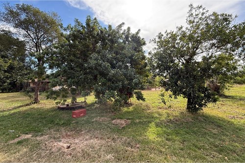 Sitio de 66.000m2 em alta produção de limão