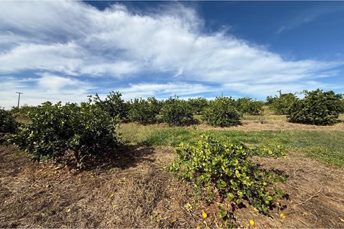 Sitio de 66.000m2 em alta produção de limão
