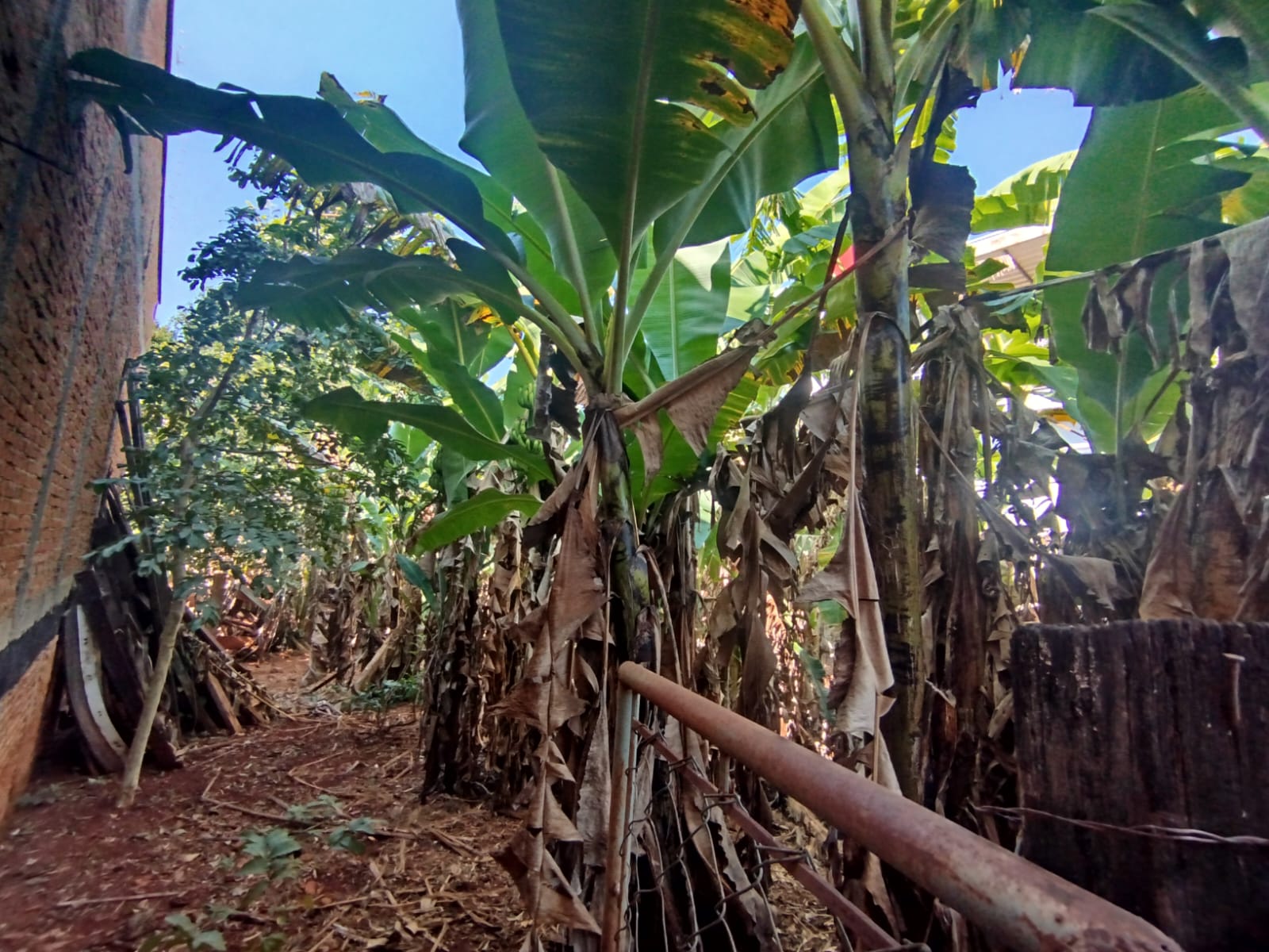 Terreno Comercial Ótimo para Investimento na Paula Bueno