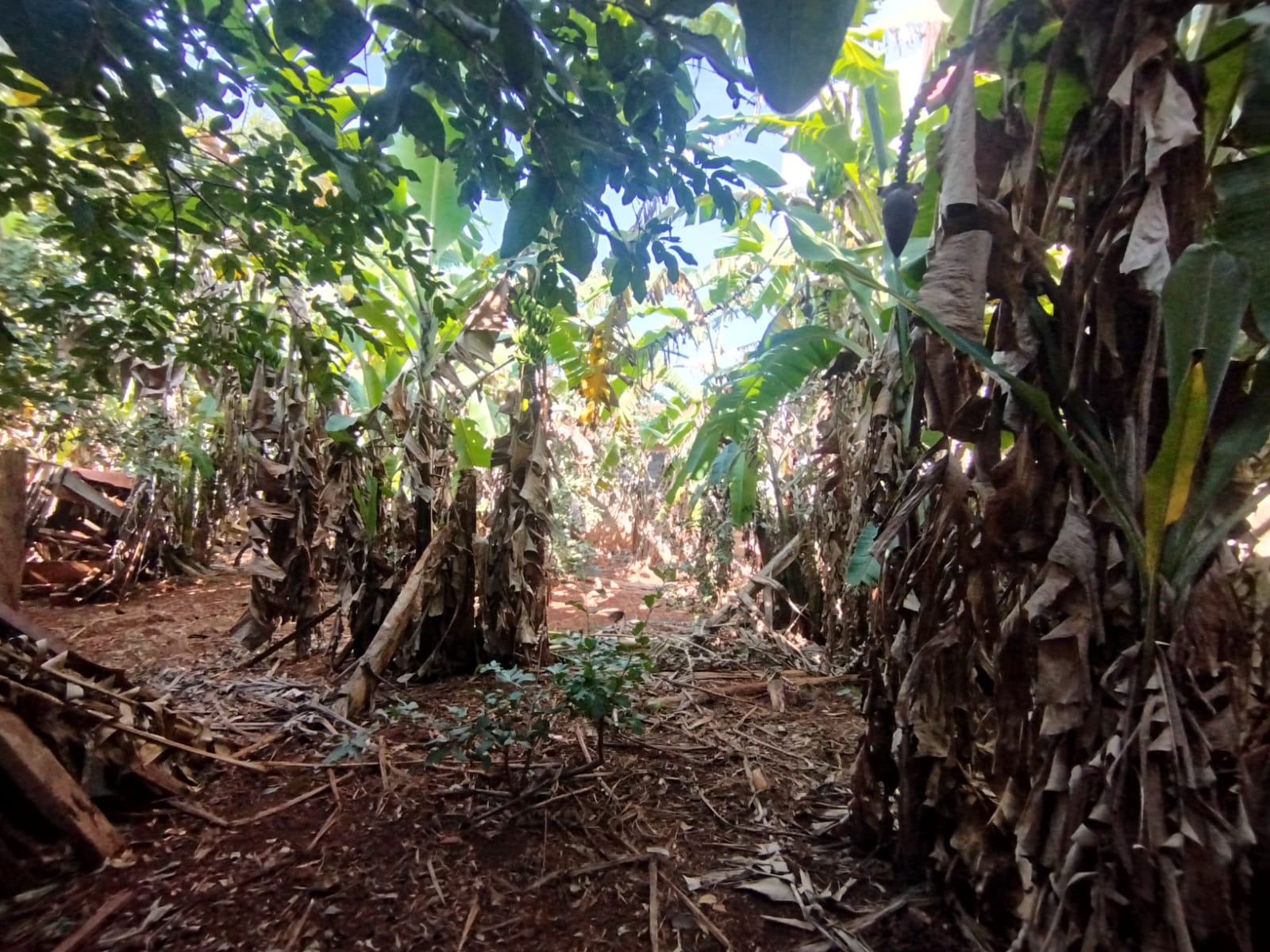 Terreno Comercial Ótimo para Investimento na Paula Bueno