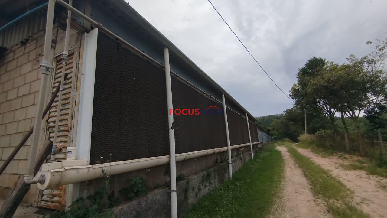 Granja Produtiva em Amparo SP - 6 alqueires