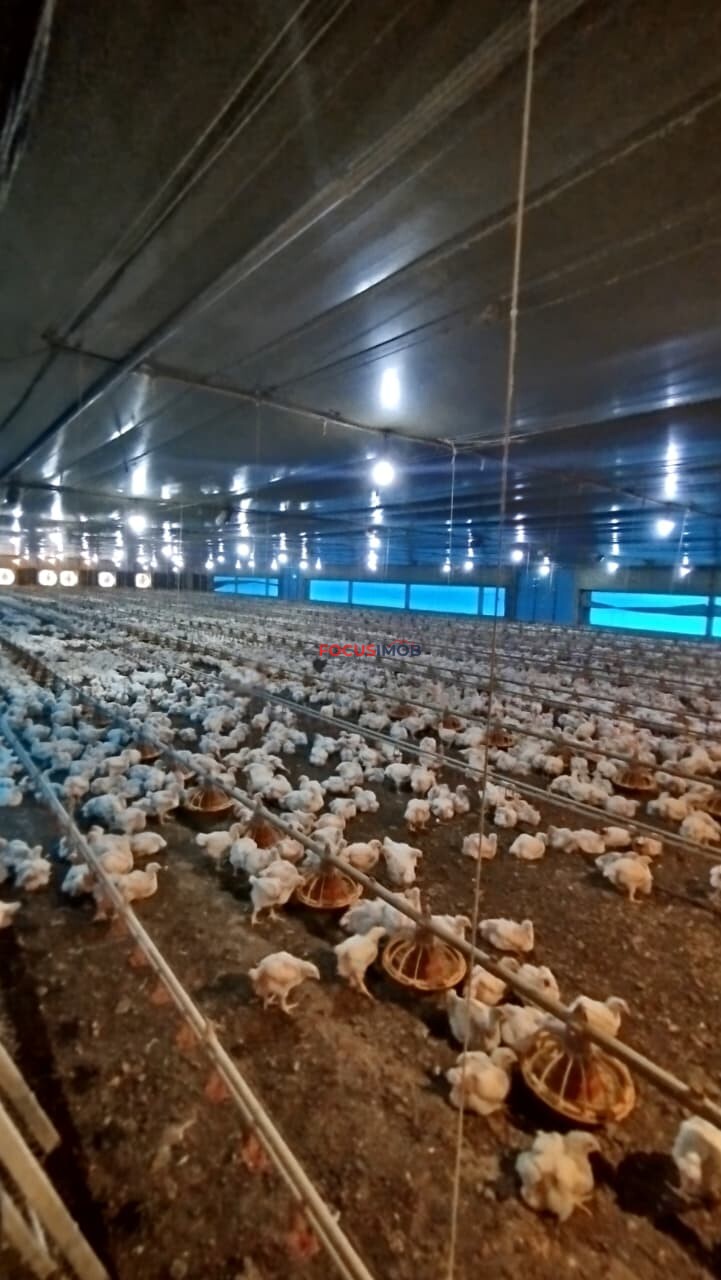 Granja Produtiva em Amparo SP - 6 alqueires