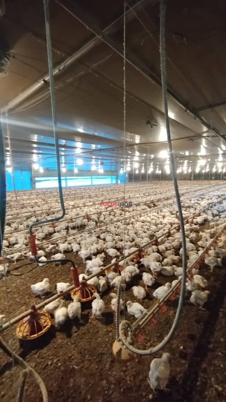 Granja Produtiva em Amparo SP - 6 alqueires