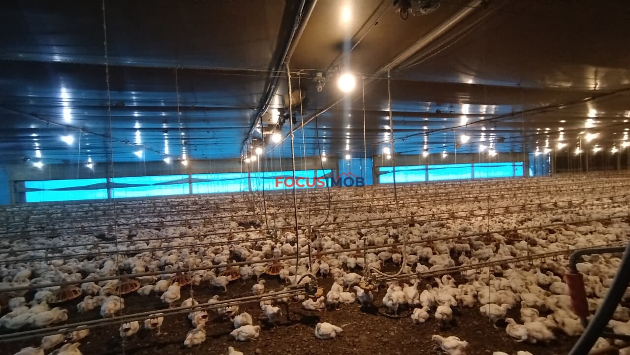 Granja Produtiva em Amparo SP - 6 alqueires