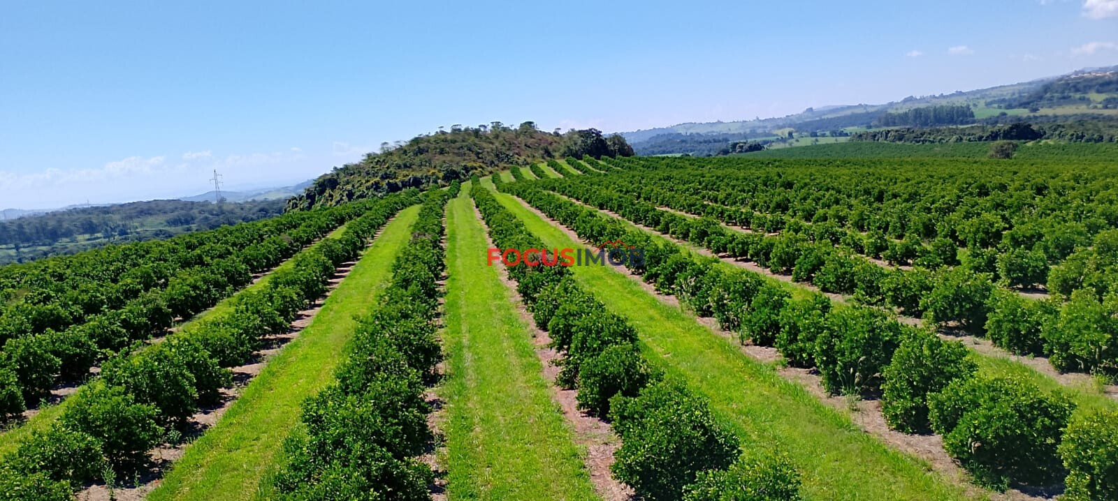 Fazenda de Laranja Produtiva à Venda em São Sebastião do Paraíso – 169 ha, Alta Produção 🍊
