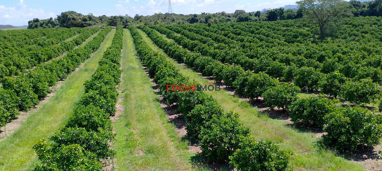 Fazenda de Laranja Produtiva à Venda em São Sebastião do Paraíso – 169 ha, Alta Produção 🍊