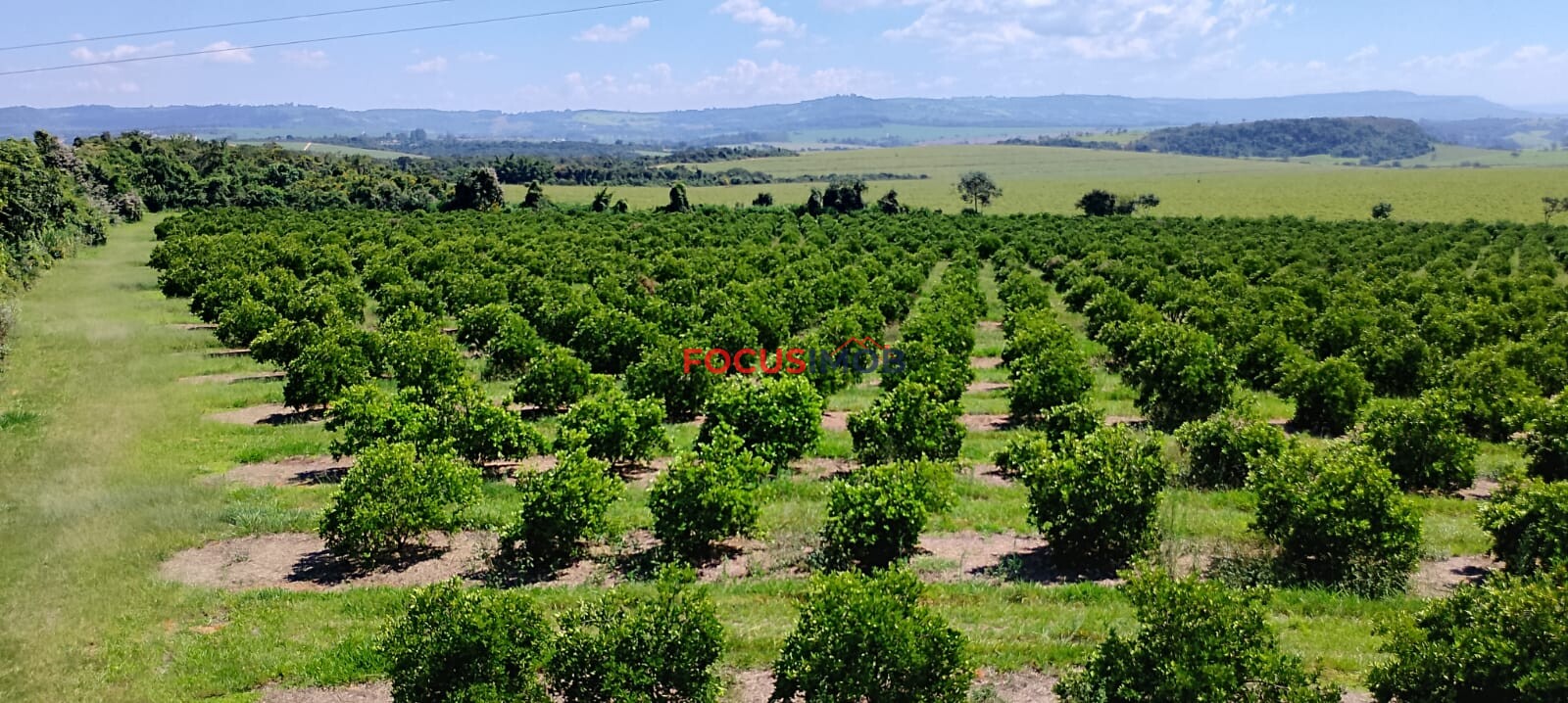 Fazenda de Laranja Produtiva à Venda em São Sebastião do Paraíso – 169 ha, Alta Produção 🍊