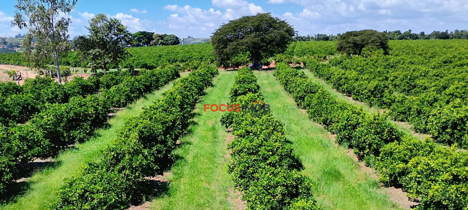 Fazenda de Laranja Produtiva à Venda em São Sebastião do Paraíso – 169 ha, Alta Produção 🍊