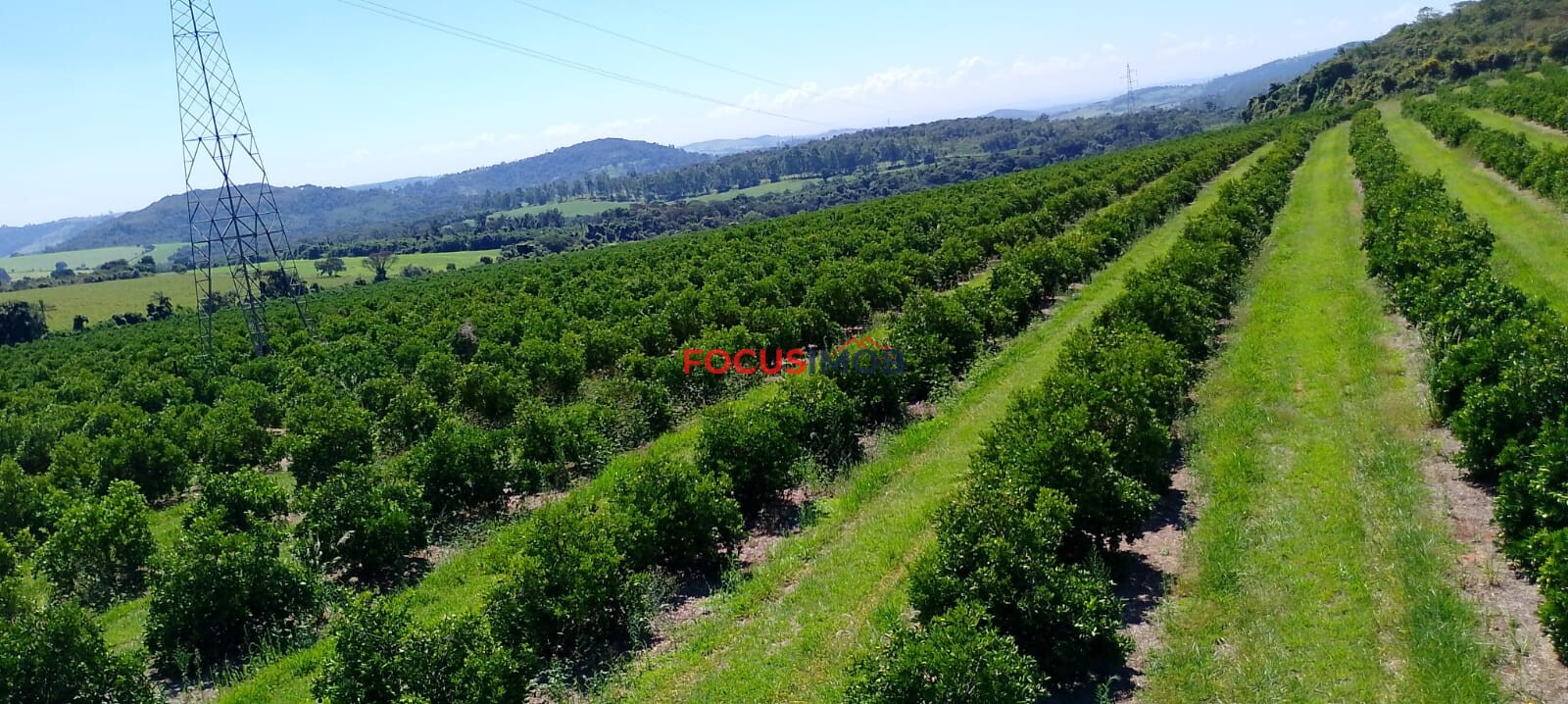 Fazenda de Laranja Produtiva à Venda em São Sebastião do Paraíso – 169 ha, Alta Produção 🍊