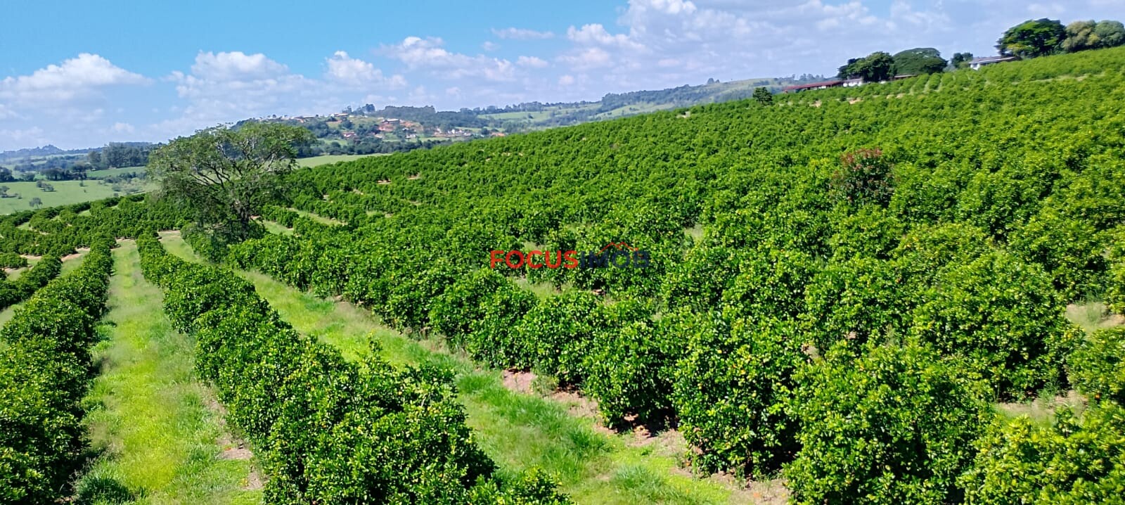 Fazenda de Laranja Produtiva à Venda em São Sebastião do Paraíso – 169 ha, Alta Produção 🍊