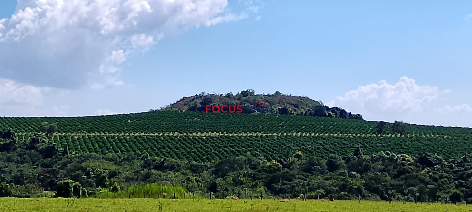 Fazenda de Laranja Produtiva à Venda em São Sebastião do Paraíso – 169 ha, Alta Produção 🍊