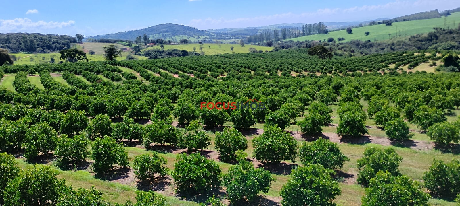 Fazenda de Laranja Produtiva à Venda em São Sebastião do Paraíso – 169 ha, Alta Produção 🍊