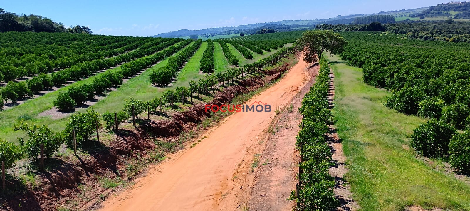 Fazenda de Laranja Produtiva à Venda em São Sebastião do Paraíso – 169 ha, Alta Produção 🍊