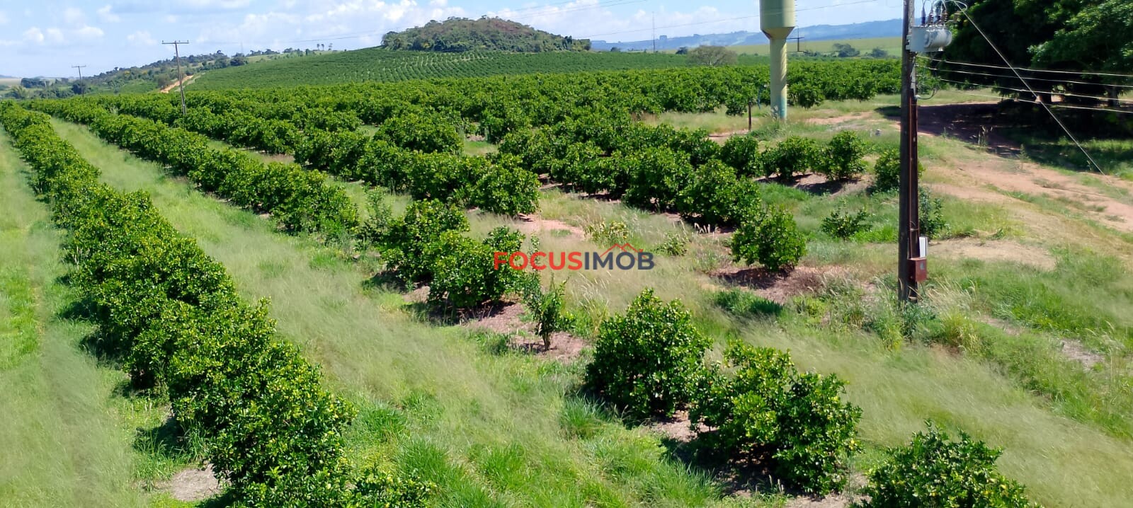 Fazenda de Laranja Produtiva à Venda em São Sebastião do Paraíso – 169 ha, Alta Produção 🍊