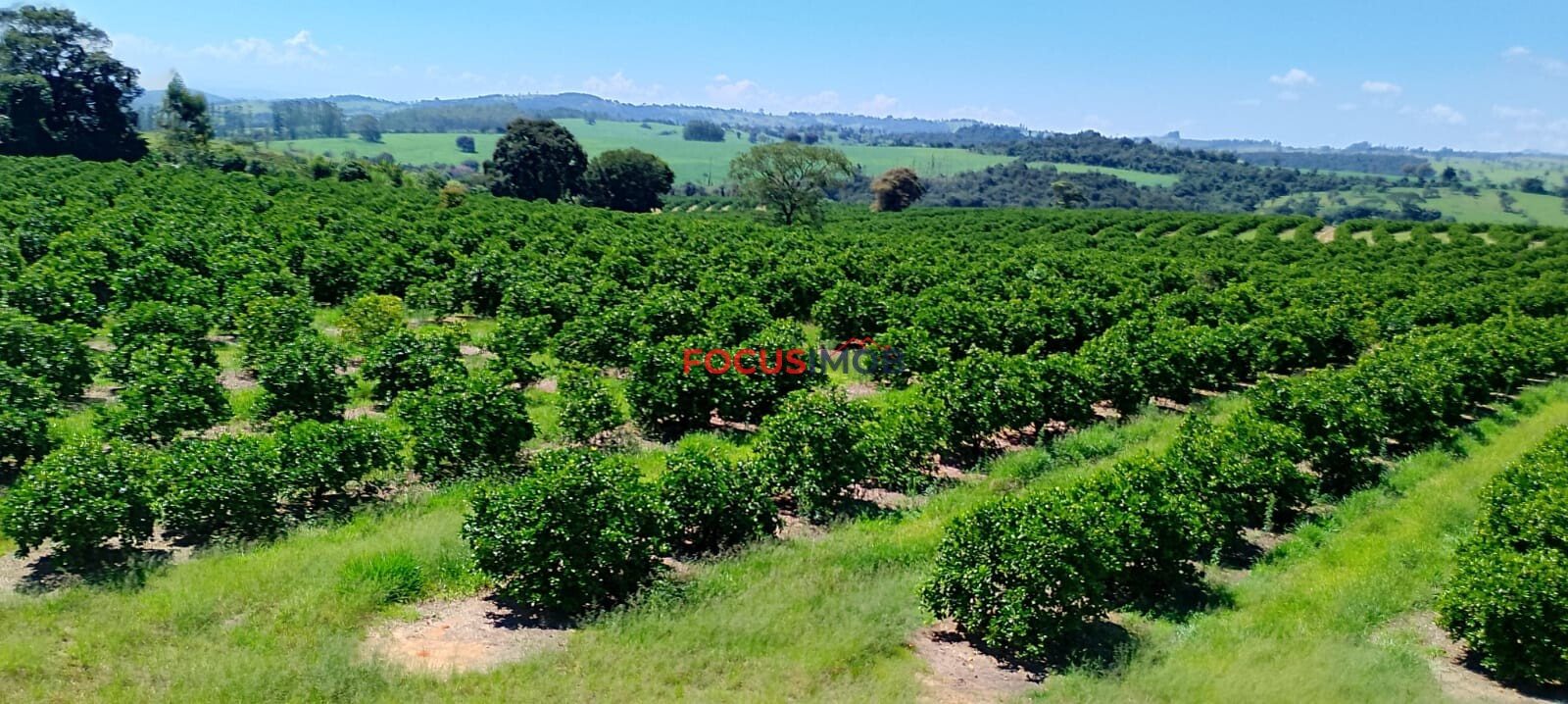 Fazenda de Laranja Produtiva à Venda em São Sebastião do Paraíso – 169 ha, Alta Produção 🍊