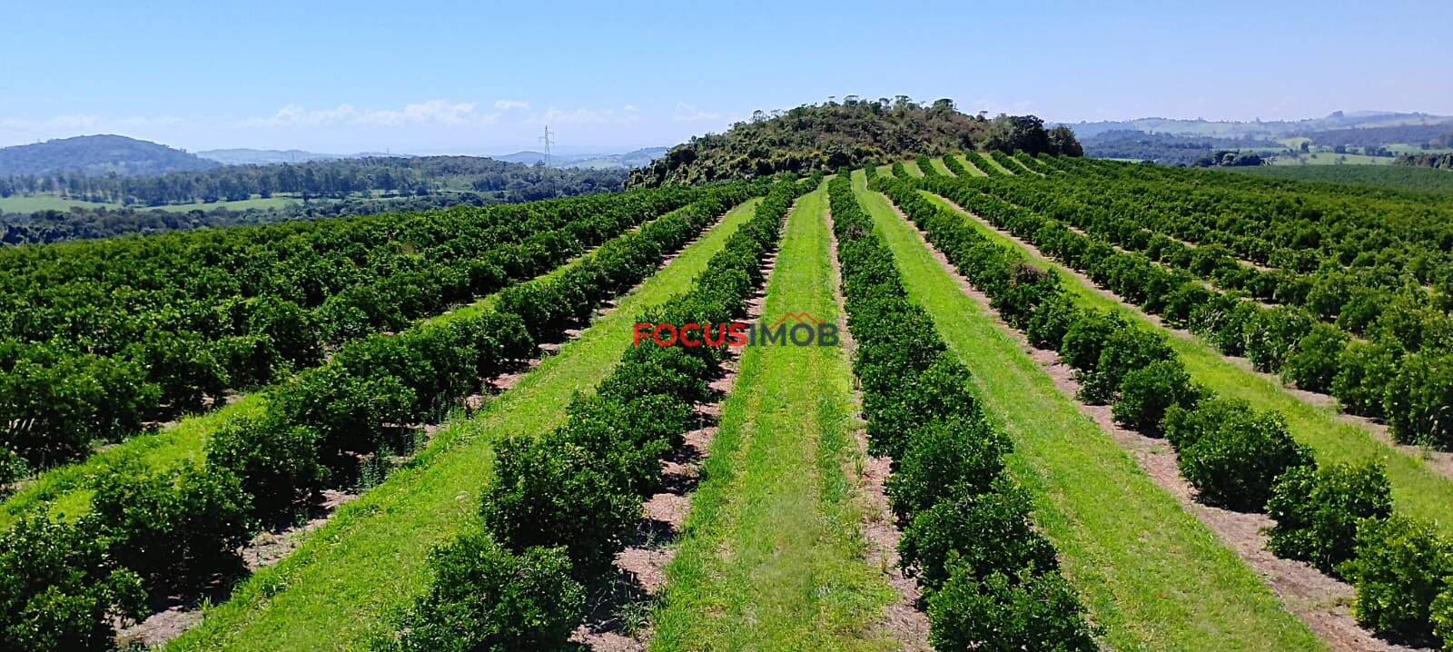Fazenda de Laranja Produtiva à Venda em São Sebastião do Paraíso – 169 ha, Alta Produção 🍊
