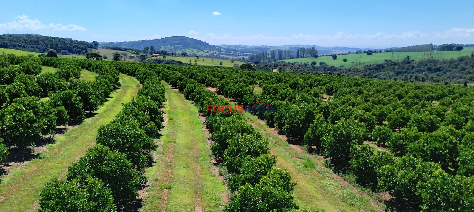 Fazenda de Laranja Produtiva à Venda em São Sebastião do Paraíso – 169 ha, Alta Produção 🍊