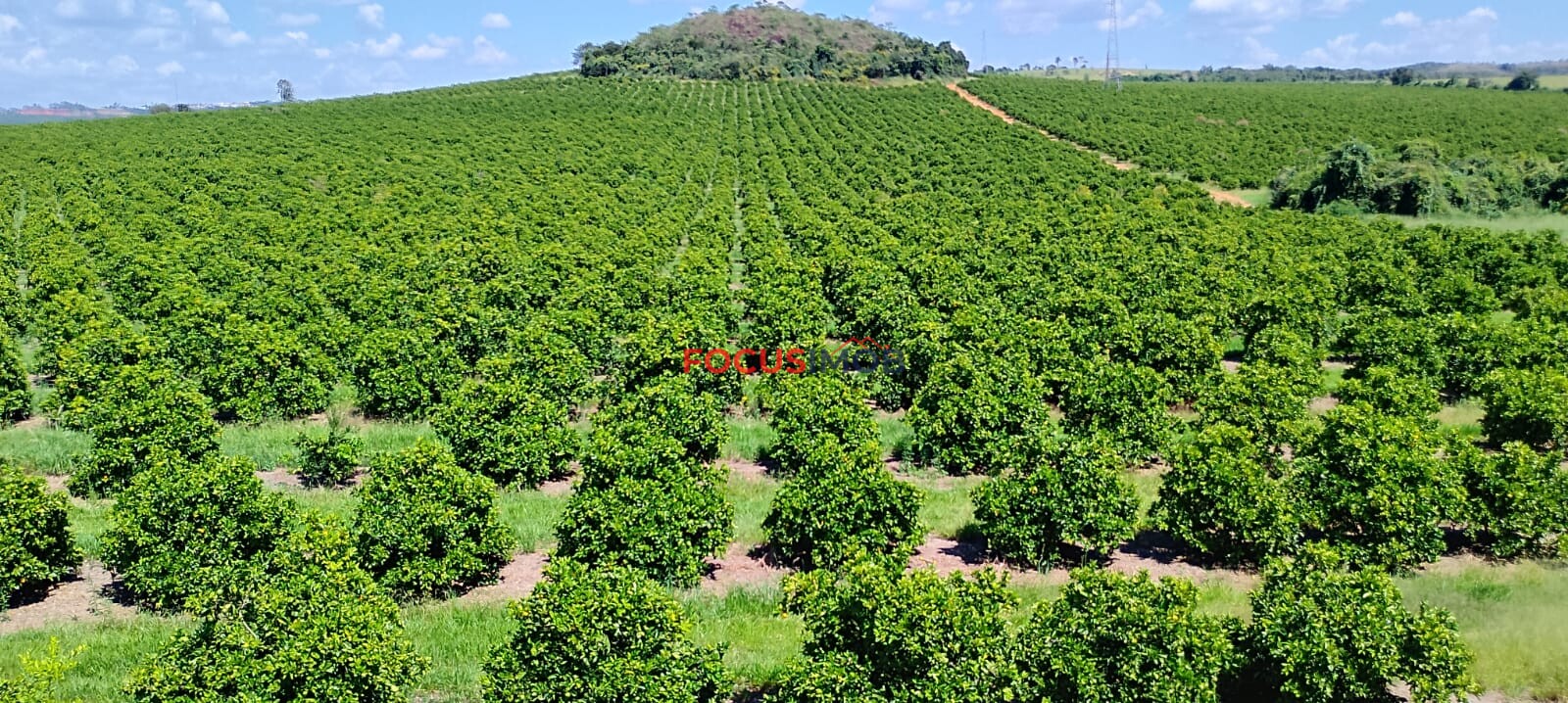 Fazenda de Laranja Produtiva à Venda em São Sebastião do Paraíso – 169 ha, Alta Produção 🍊