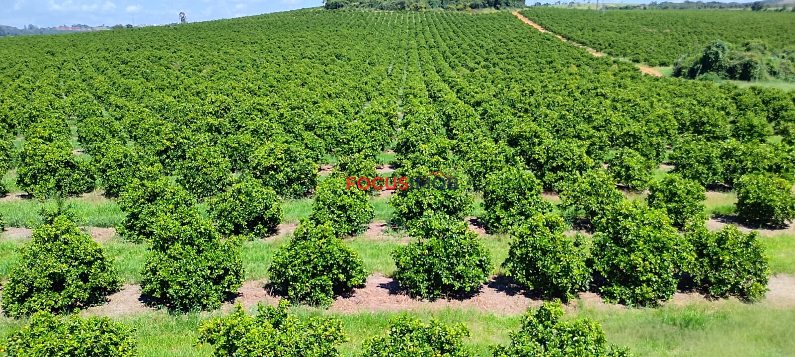 Fazenda de Laranja Produtiva à Venda em São Sebastião do Paraíso – 169 ha, Alta Produção 🍊