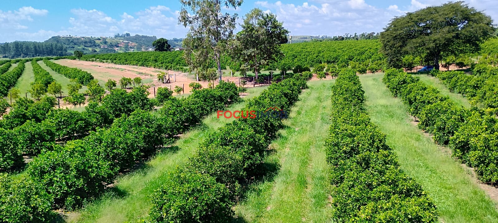Fazenda de Laranja Produtiva à Venda em São Sebastião do Paraíso – 169 ha, Alta Produção 🍊