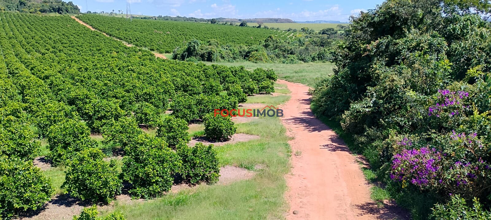 Fazenda de Laranja Produtiva à Venda em São Sebastião do Paraíso – 169 ha, Alta Produção 🍊
