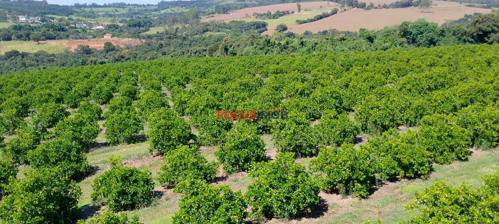 Fazenda de Laranja Produtiva à Venda em São Sebastião do Paraíso – 169 ha, Alta Produção 🍊