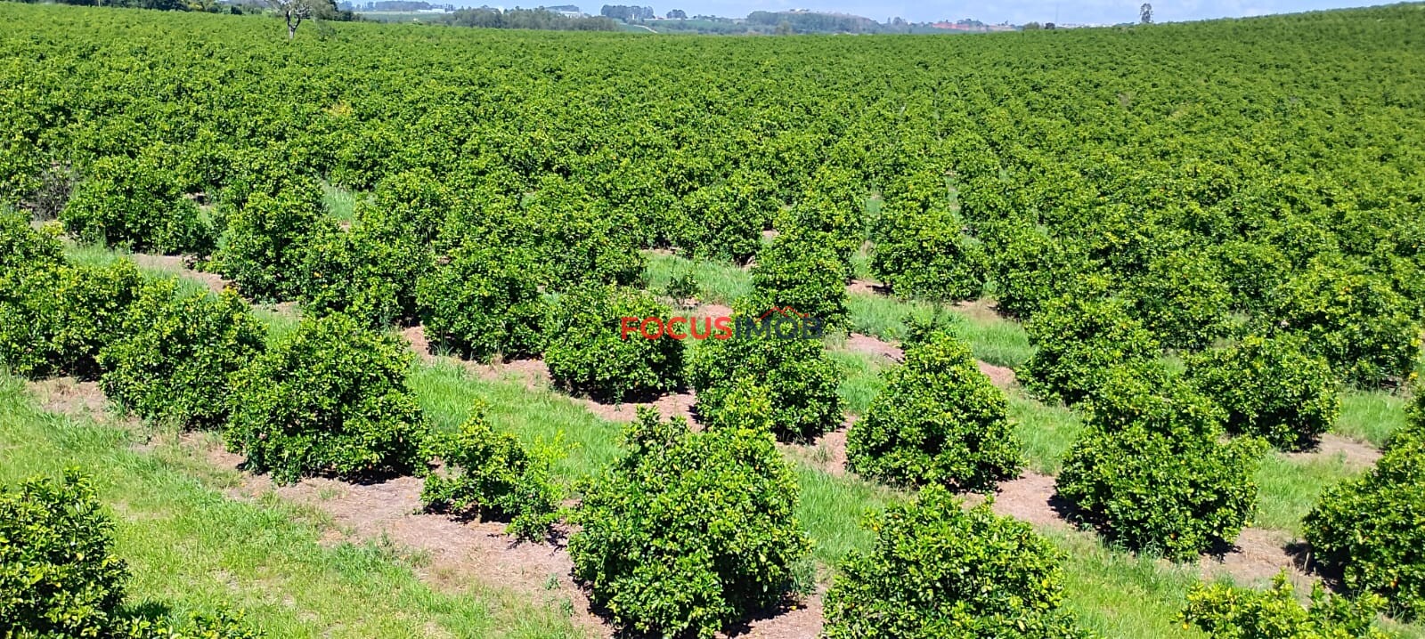 Fazenda de Laranja Produtiva à Venda em São Sebastião do Paraíso – 169 ha, Alta Produção 🍊