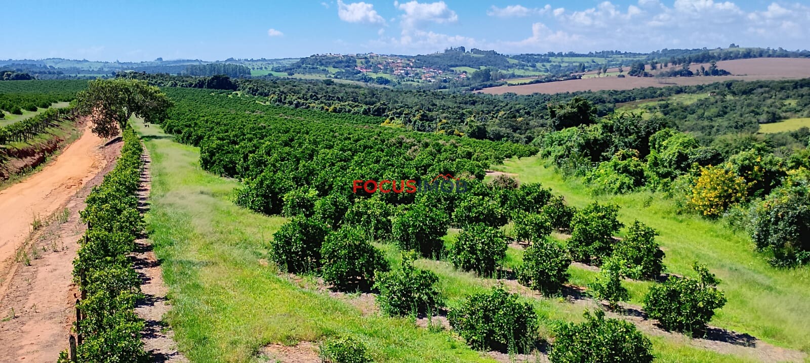 Fazenda de Laranja Produtiva à Venda em São Sebastião do Paraíso – 169 ha, Alta Produção 🍊