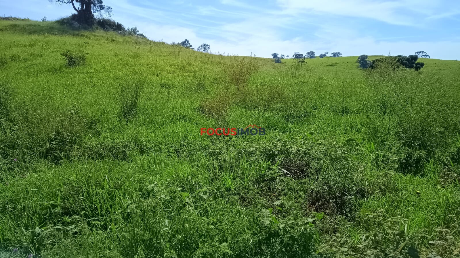 Sítio Completo à Venda em Santa Rita de Caldas/MG – 35 Alqueires, Estrutura Pronta para Pecuária