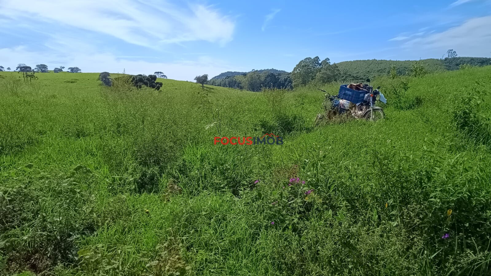 Sítio Completo à Venda em Santa Rita de Caldas/MG – 35 Alqueires, Estrutura Pronta para Pecuária