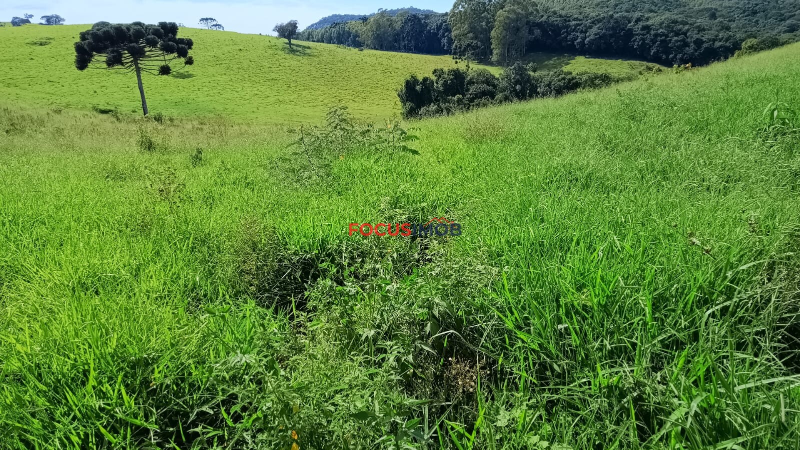 Sítio Completo à Venda em Santa Rita de Caldas/MG – 35 Alqueires, Estrutura Pronta para Pecuária