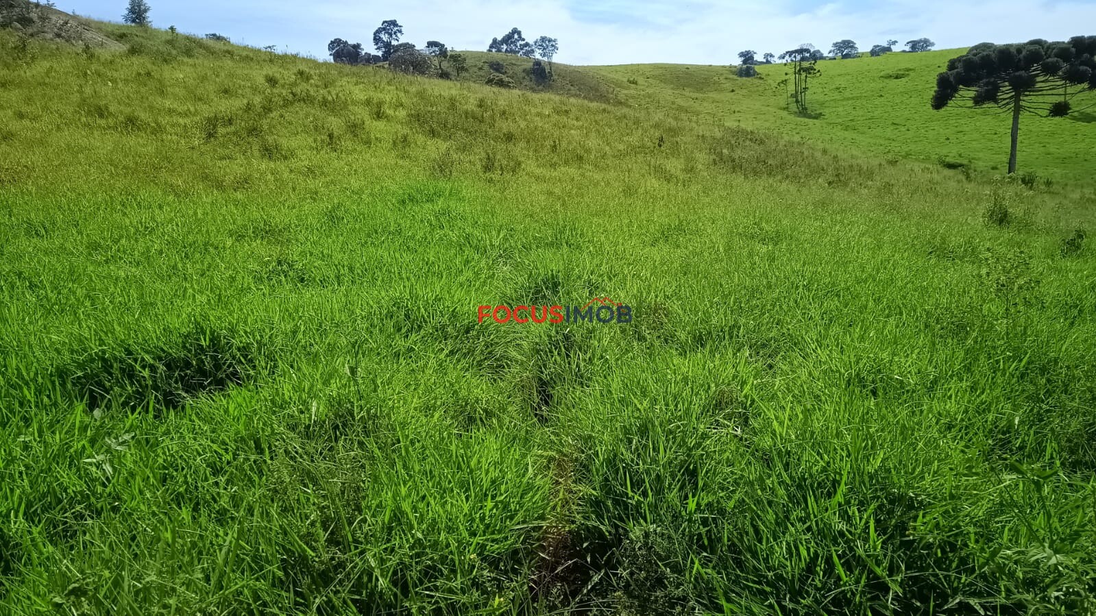Sítio Completo à Venda em Santa Rita de Caldas/MG – 35 Alqueires, Estrutura Pronta para Pecuária